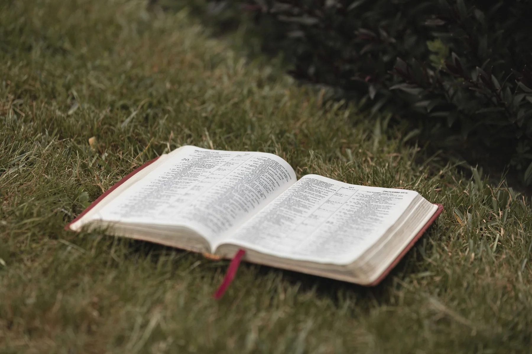 An open Bible on grass